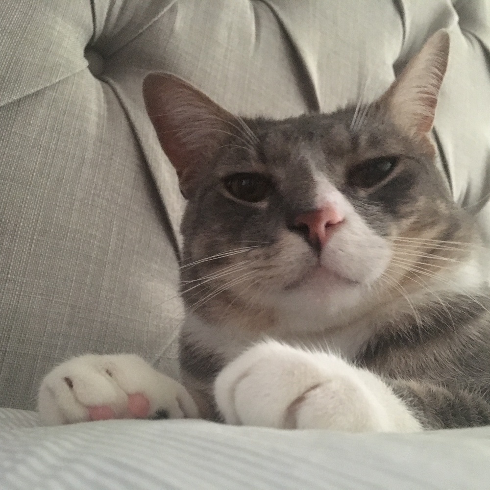 Meet your Posher, De